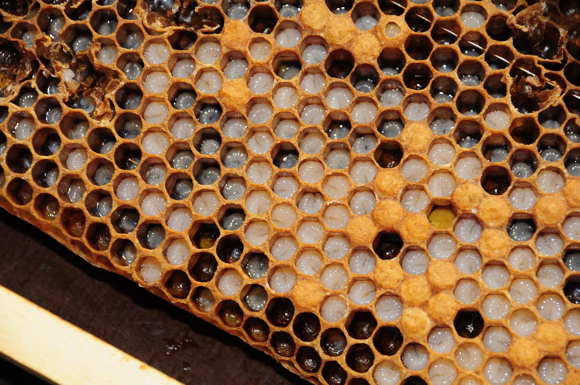 Golden honeycomb fresh from the hive